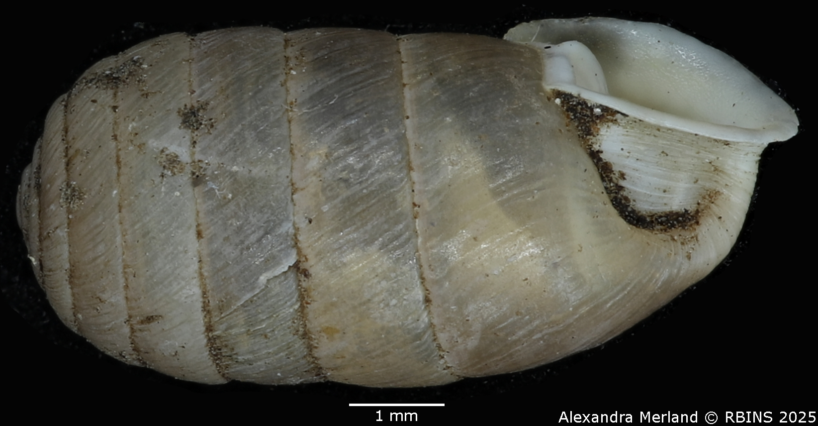 BE-RBINS-INV-MT-2606-Schileykula-attilae-pt-L2.jpg