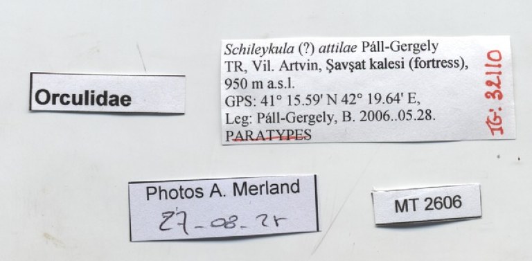 BE-RBINS-INV-MT-2606-Schileykula-attilae-pt-label.jpg BE-RBINS-INV-MT-2606-Schileykula-attilae-pt-label.jpg