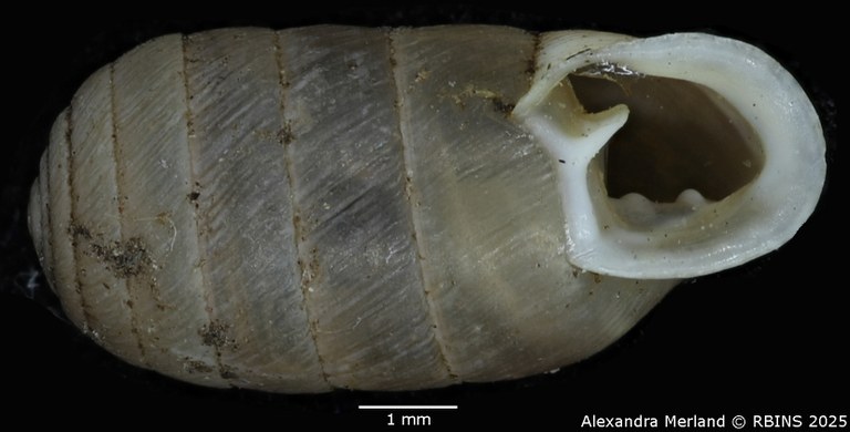 BE-RBINS-INV-MT-2606-Schileykula-attilae-pt-V.jpg BE-RBINS-INV-MT-2606-Schileykula-attilae-pt-V.jpg