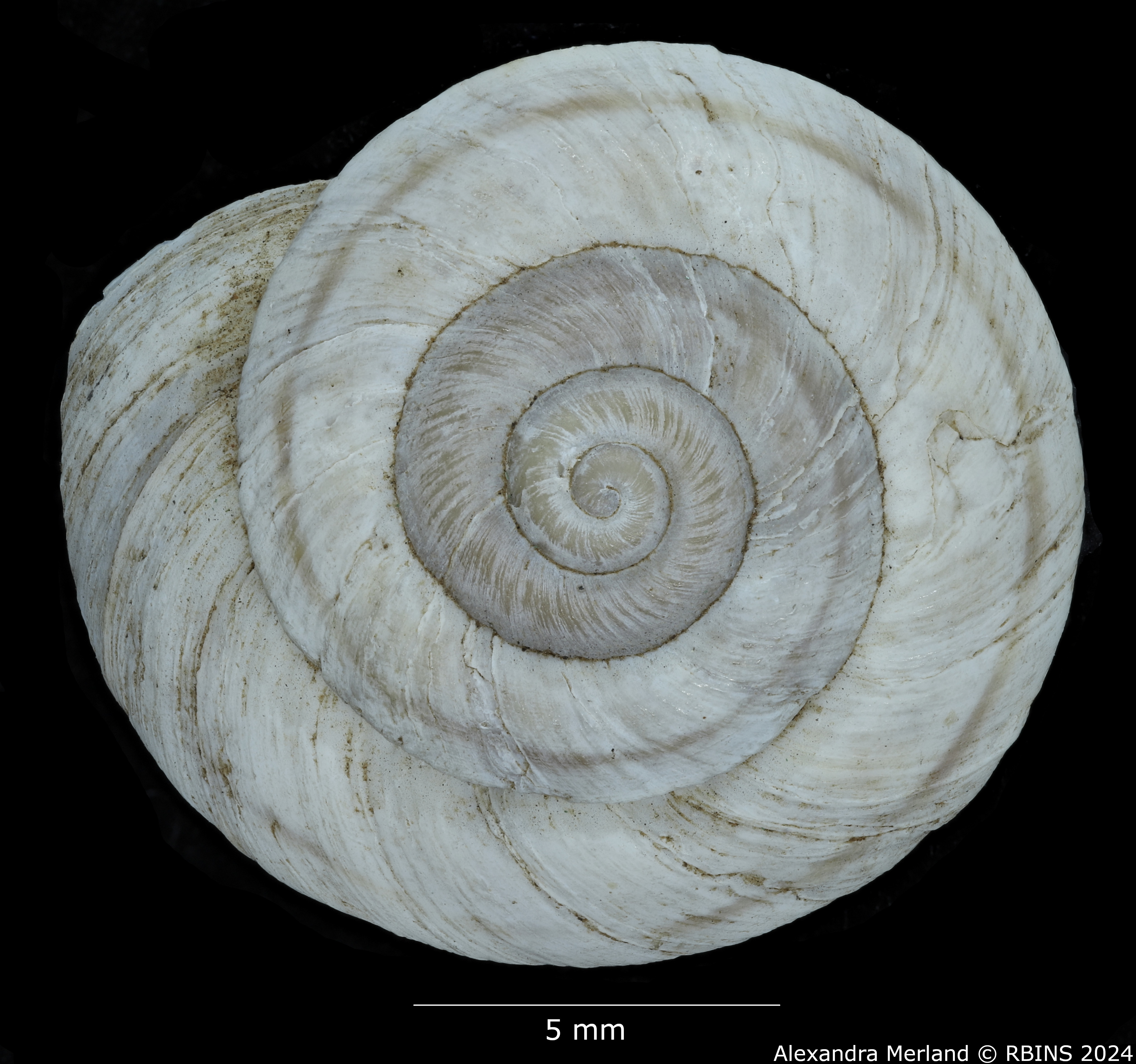 BE-RBINS-INV-MT-3546-Oreohelix-yavapai -profundorum-st-D.jpg