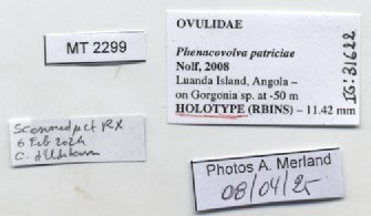 BE-RBINS-INV-MT-2299-Phenacovolva-patriciae-ht-label.jpg BE-RBINS-INV-MT-2299-Phenacovolva-patriciae-ht-label.jpg