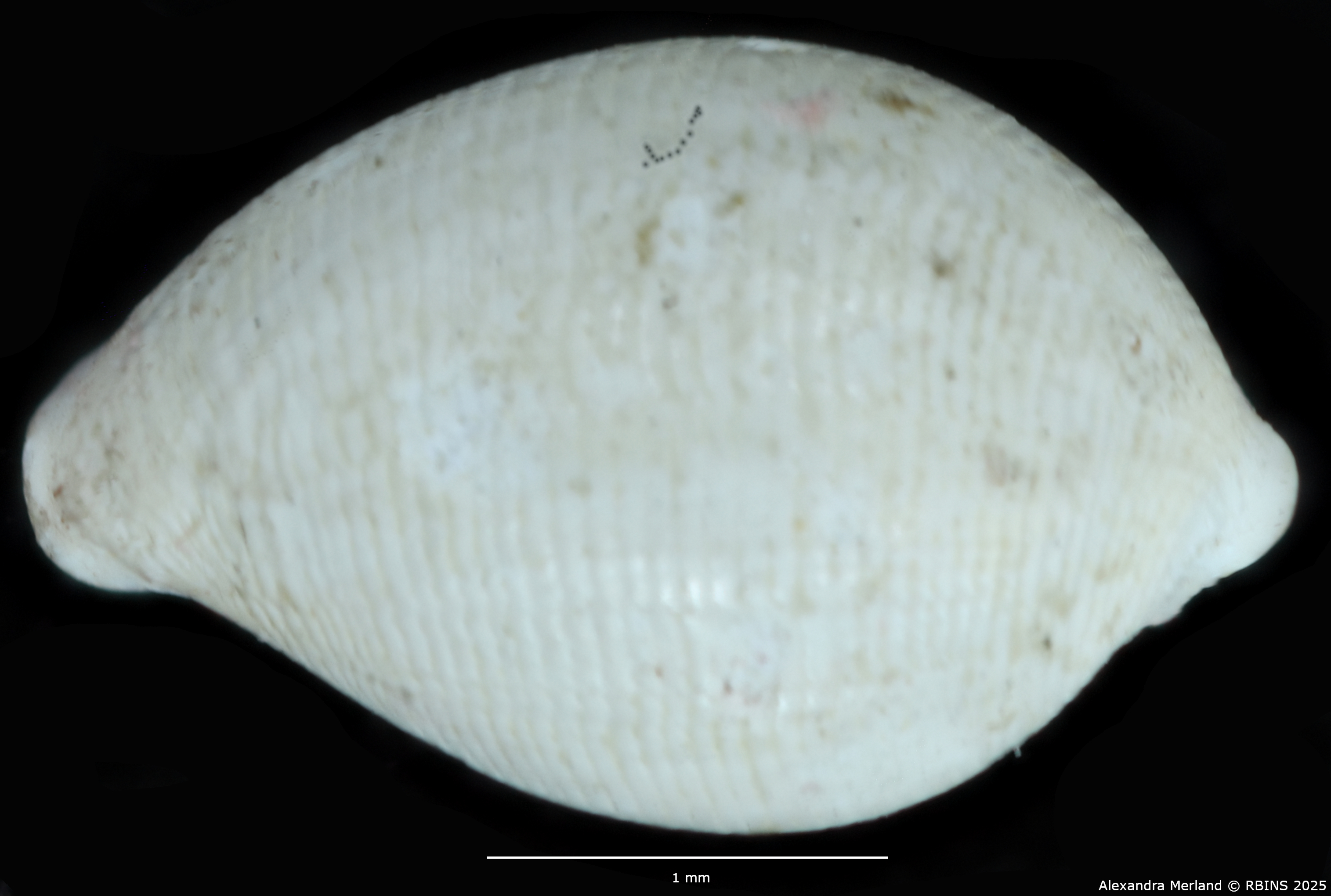 BE-RBINS-INV-MT-4324-Primovula-dautzenbergi-pt-D.jpg