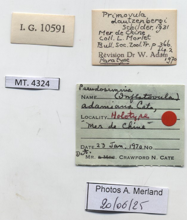 BE-RBINS-INV-MT-4324-Primovula-dautzenbergi-pt-label.jpg