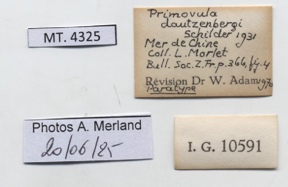 BE-RBINS-INV-MT-4325-Primovula-dautzenbergi-pt-label.jpg