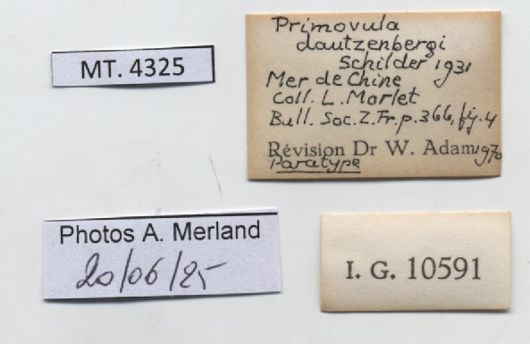 BE-RBINS-INV-MT-4325-Primovula-dautzenbergi-pt-label.jpg