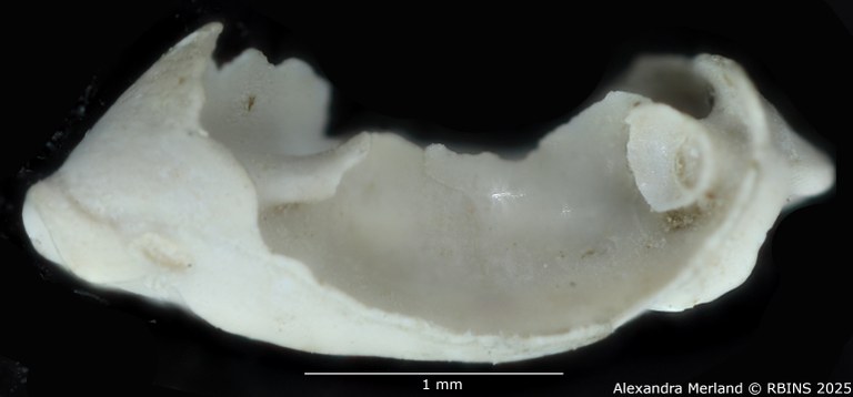 BE-RBINS-INV-MT-4325-Primovula-dautzenbergi-pt.jpg