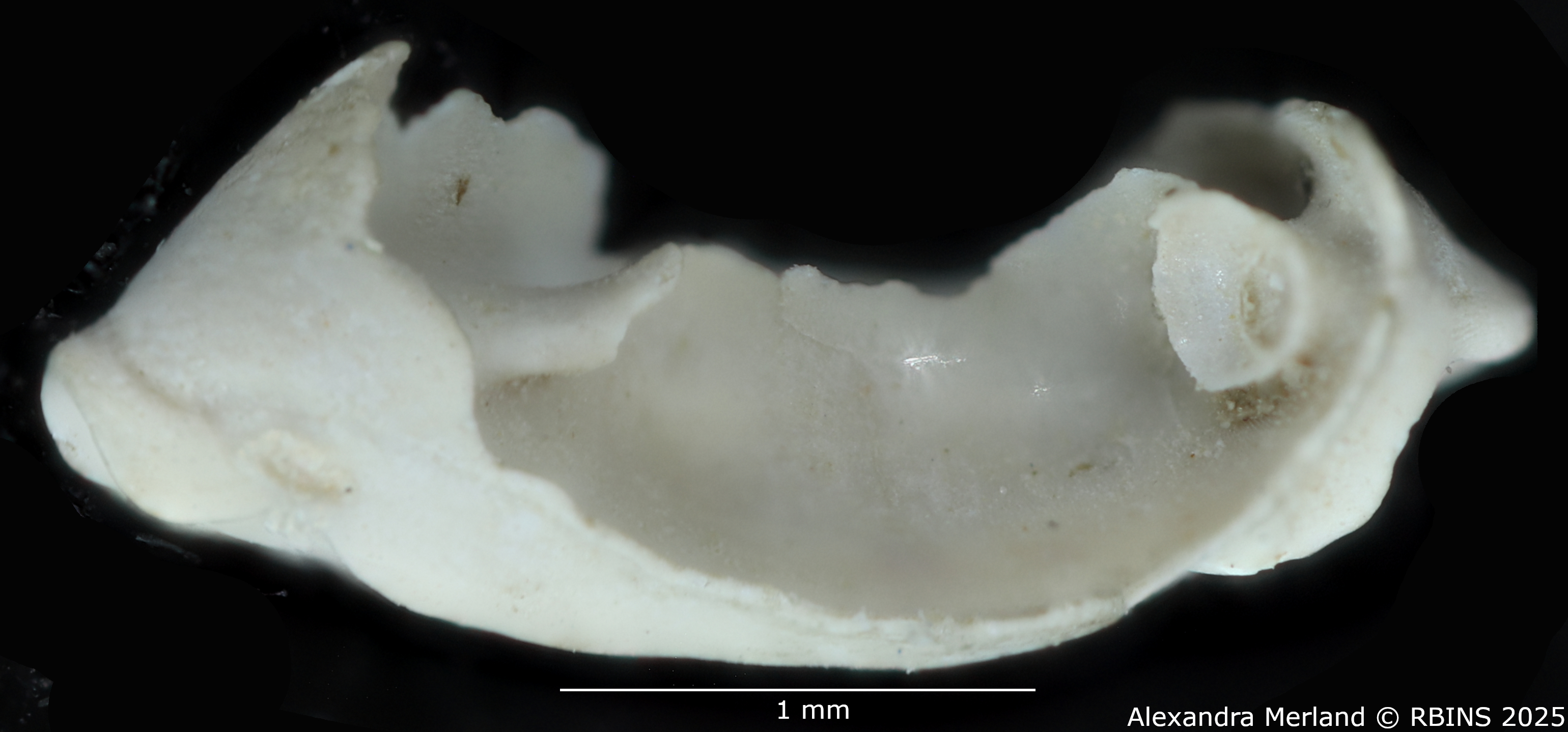 BE-RBINS-INV-MT-4325-Primovula-dautzenbergi-pt.jpg