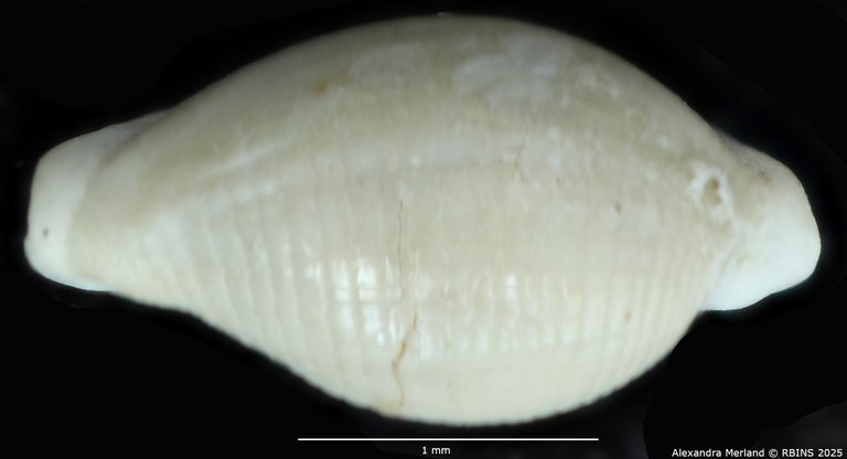 BE-RBINS-INV-MT-4323-Primovula-dautzenbergi-ht-D.jpg