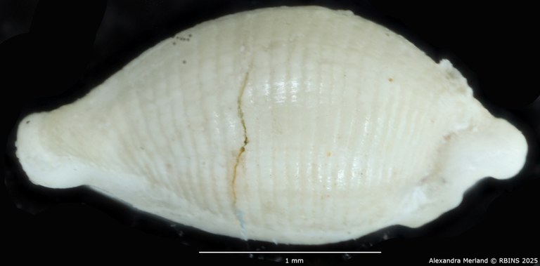 BE-RBINS-INV-MT-4323-Primovula-dautzenbergi-ht-L.jpg