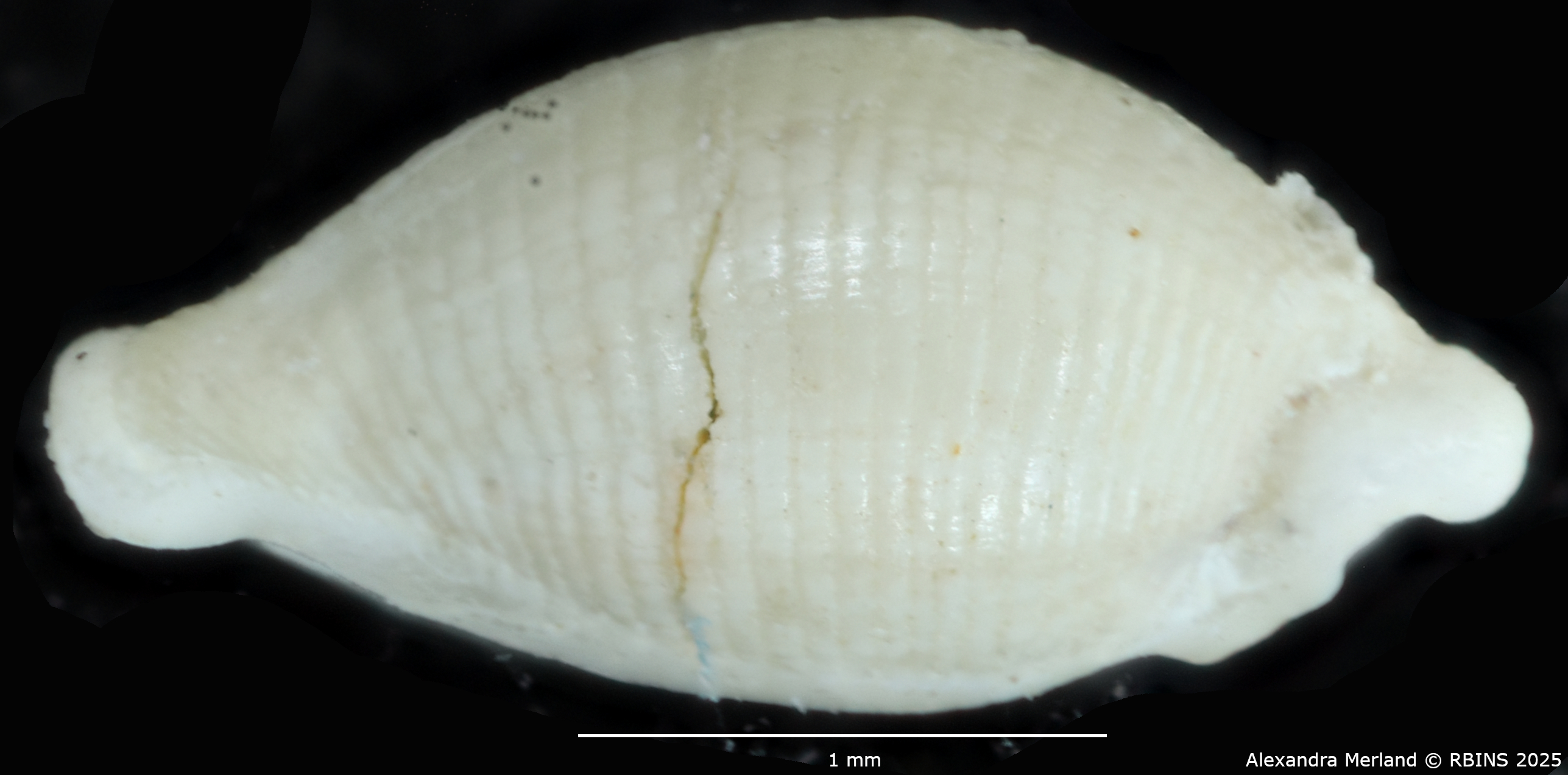 BE-RBINS-INV-MT-4323-Primovula-dautzenbergi-ht-L.jpg