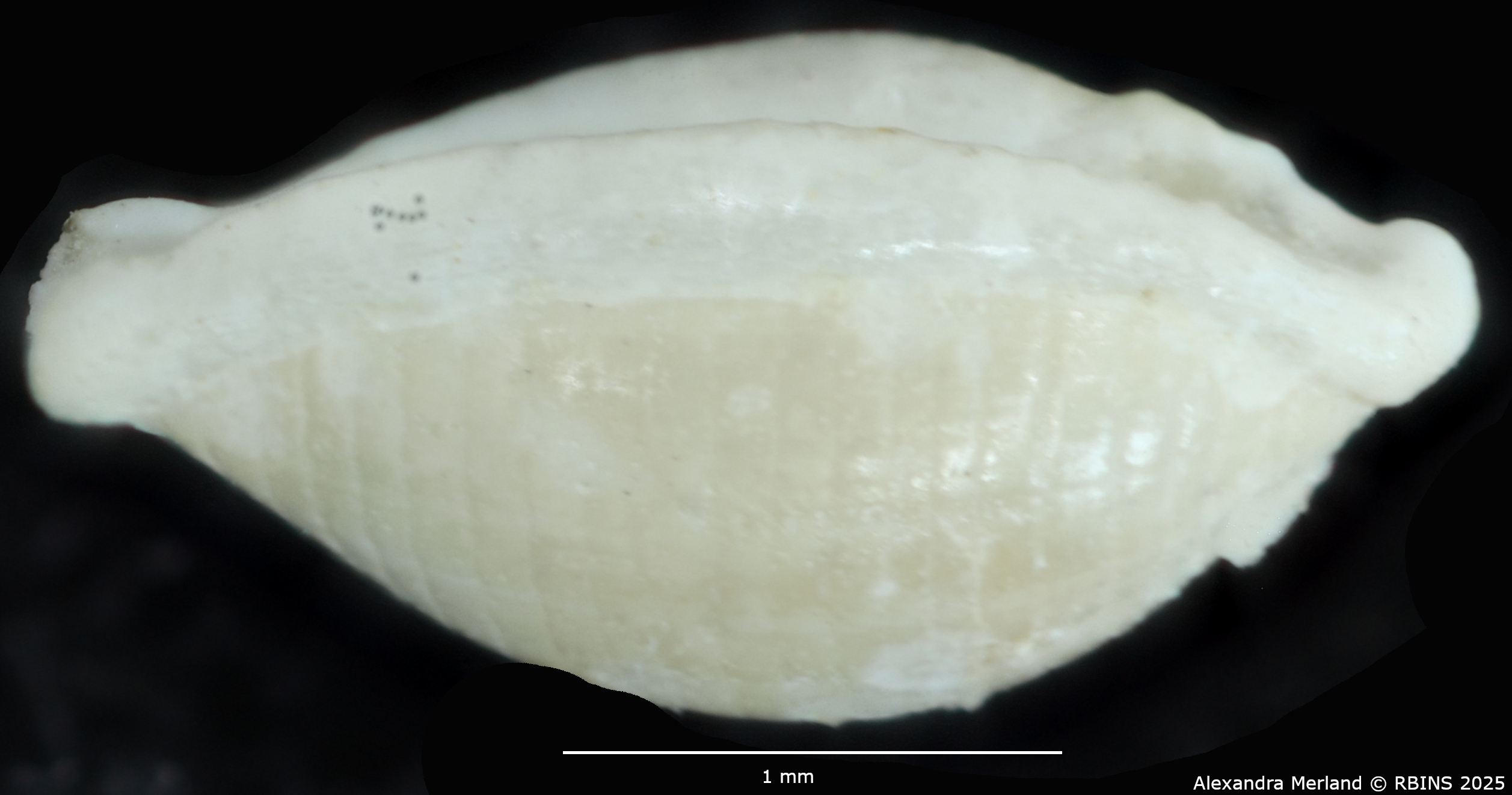 BE-RBINS-INV-MT-4323-Primovula-dautzenbergi-ht-L2.jpg