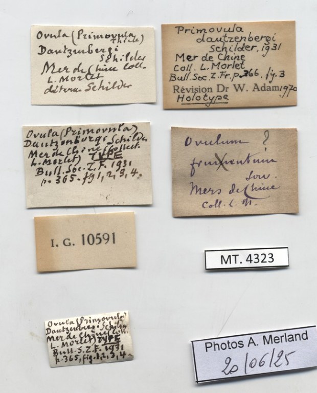 BE-RBINS-INV-MT-4323-Primovula-dautzenbergi-ht-label.jpg