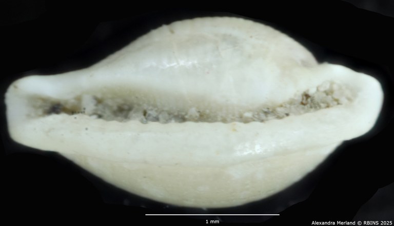 BE-RBINS-INV-MT-4323-Primovula-dautzenbergi-ht-V.jpg