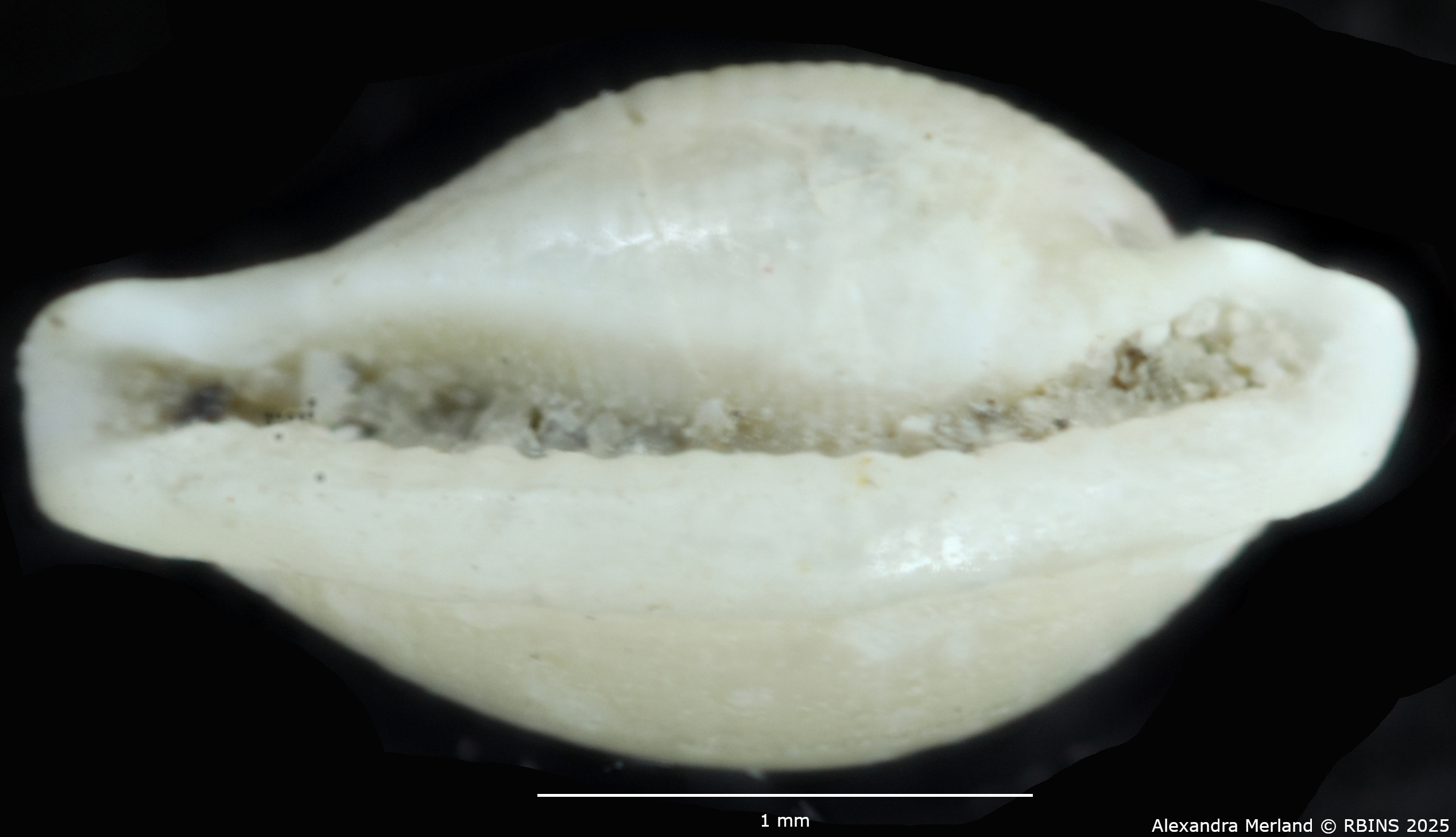 BE-RBINS-INV-MT-4323-Primovula-dautzenbergi-ht-V.jpg