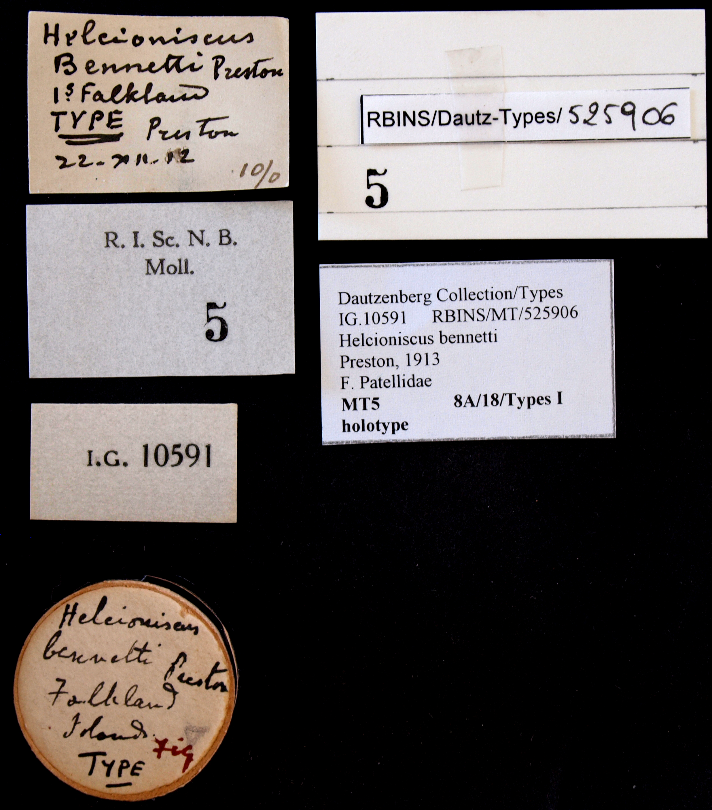BE-RBINS-INV HOLOTYPE MT 5 Helcioniscus bennetti labels.jpg