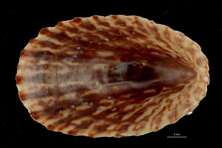 BE-RBINS-INV HOLOTYPE MT 4 Nacella falklandica VENTRAL ZS DMap Scaled.jpg