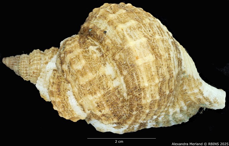 BE-RBINS-INV-MT-3166-Distorsio-globosa-ht-D.jpg BE-RBINS-INV-MT-3166-Distorsio-globosa-ht-D.jpg