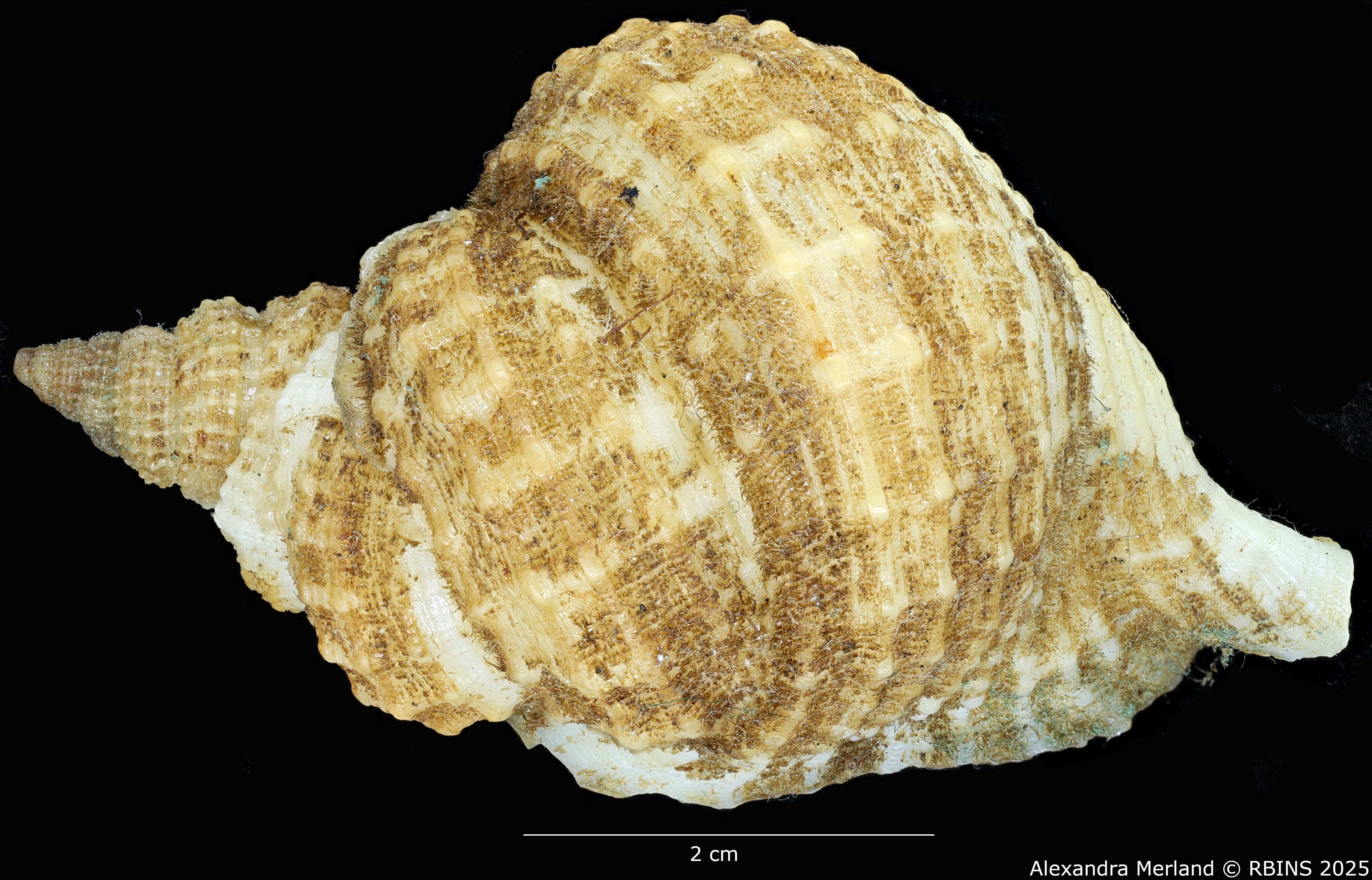 BE-RBINS-INV-MT-3166-Distorsio-globosa-ht-D.jpg