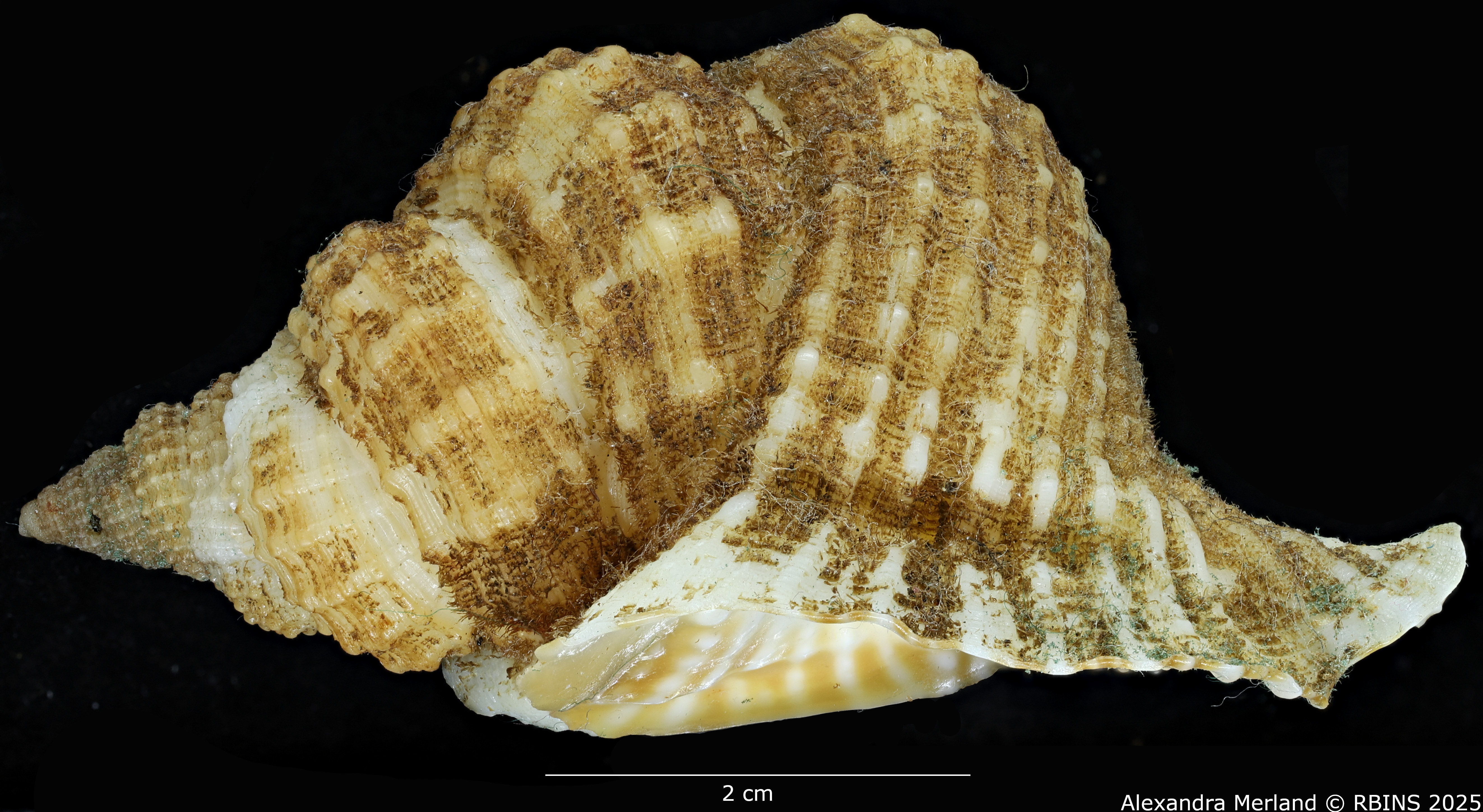 BE-RBINS-INV-MT-3166-Distorsio-globosa-ht-L.jpg