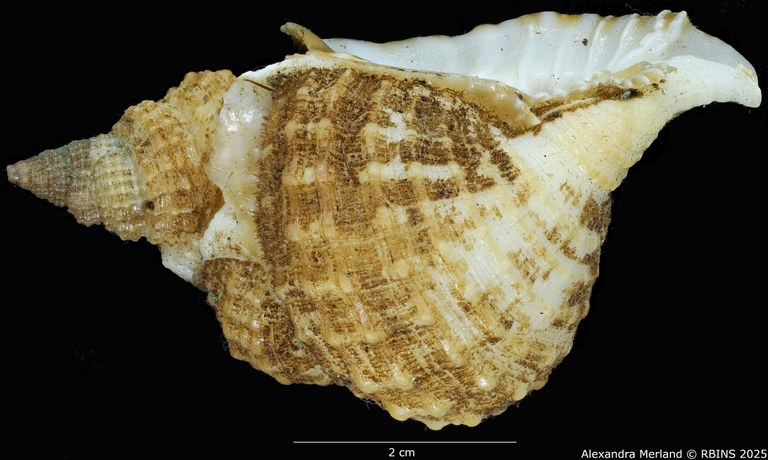 BE-RBINS-INV-MT-3166-Distorsio-globosa-ht-L2.jpg BE-RBINS-INV-MT-3166-Distorsio-globosa-ht-L2.jpg