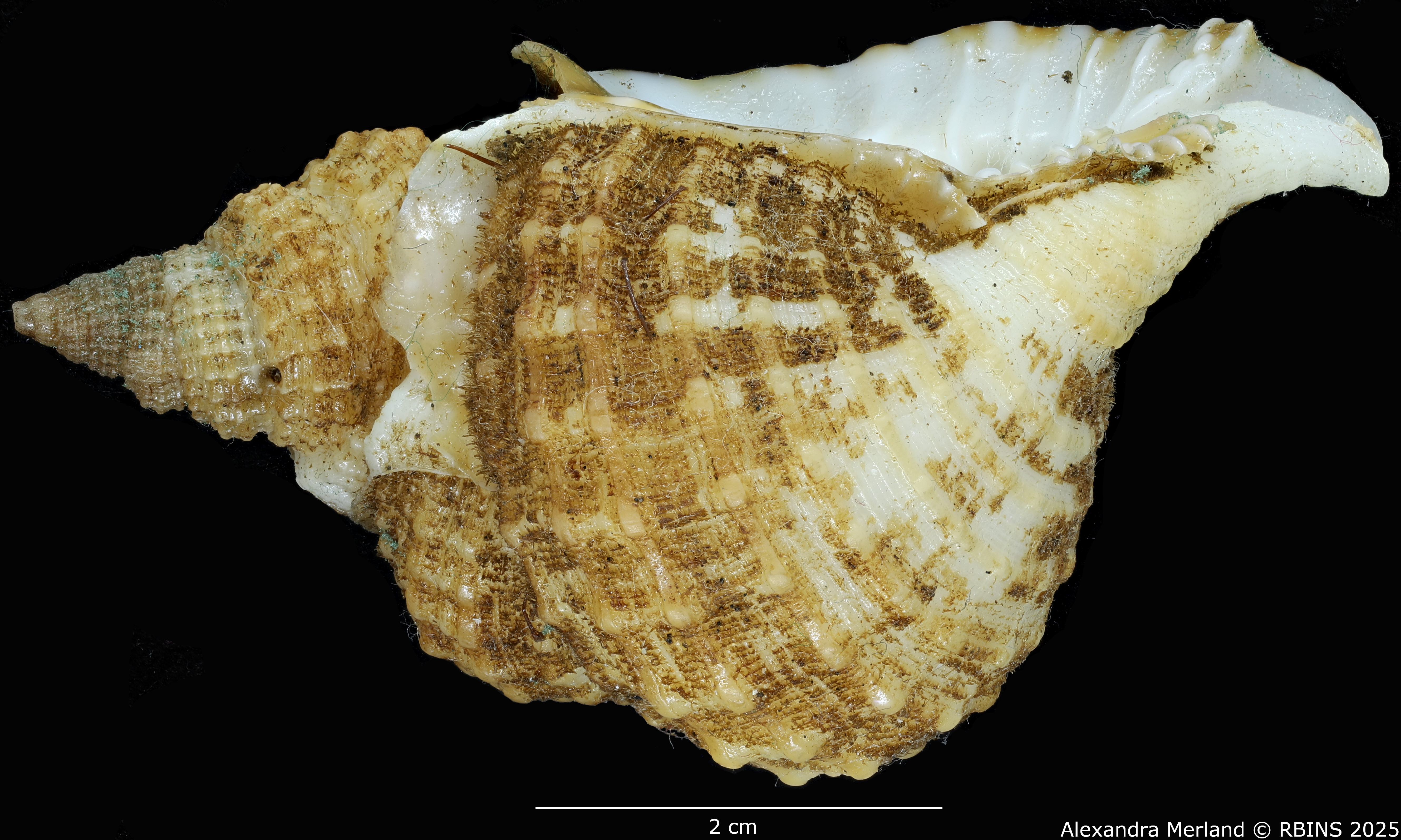 BE-RBINS-INV-MT-3166-Distorsio-globosa-ht-L2.jpg