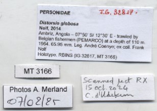 BE-RBINS-INV-MT-3166-Distorsio-globosa-ht-label.jpg BE-RBINS-INV-MT-3166-Distorsio-globosa-ht-label.jpg