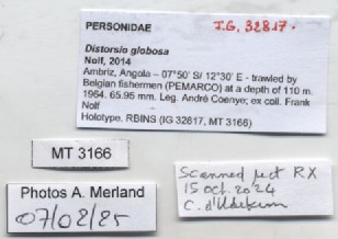 BE-RBINS-INV-MT-3166-Distorsio-globosa-ht-label.jpg