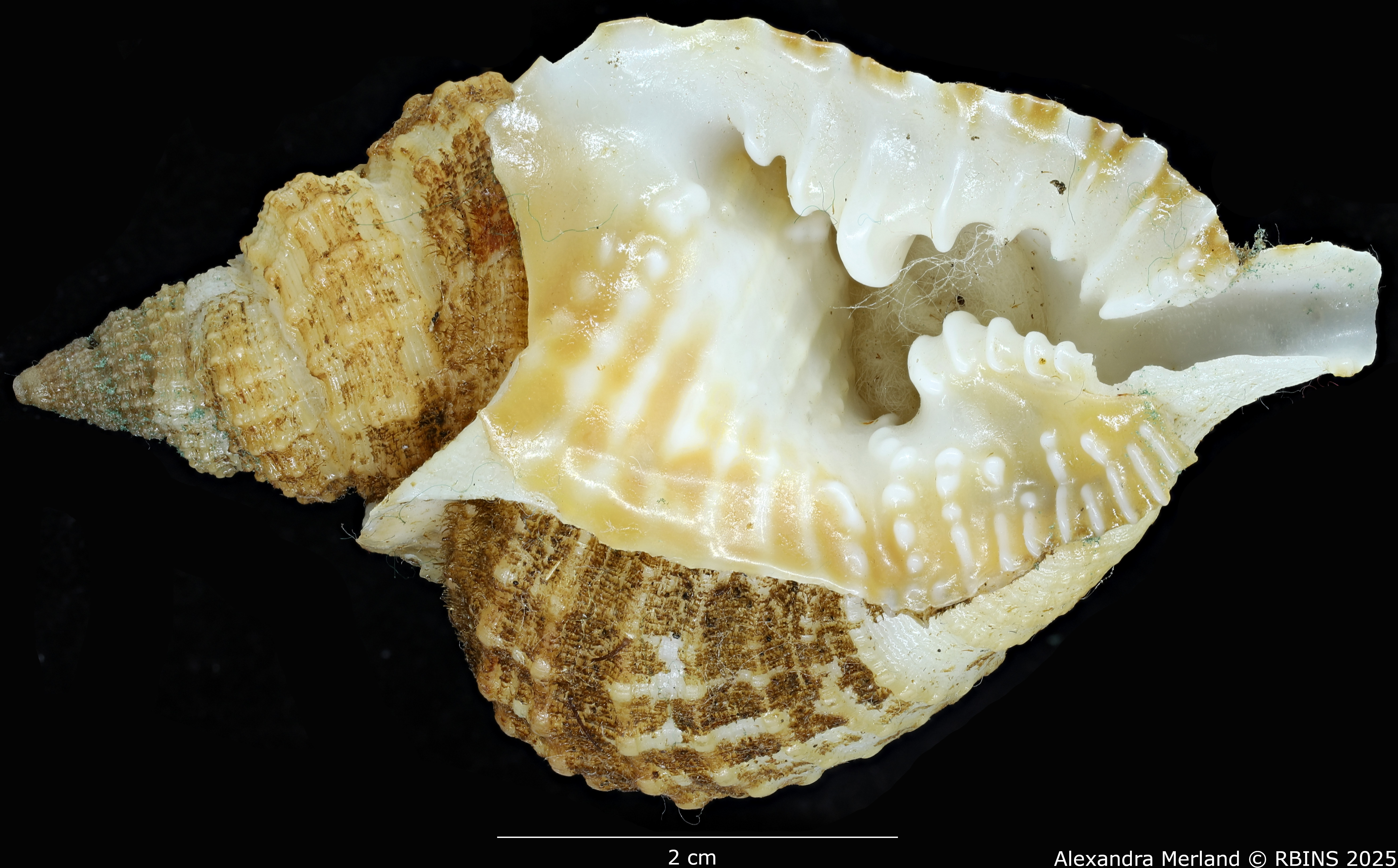 BE-RBINS-INV-MT-3166-Distorsio-globosa-ht-V.jpg
