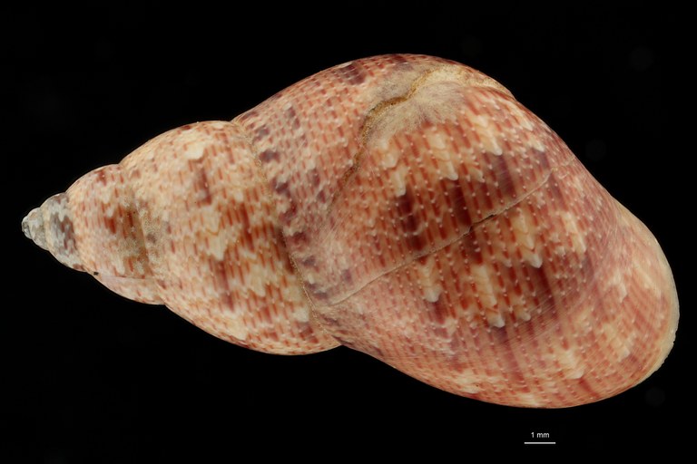BE-RBINS-INV HOLOTYPE MT 40 Phasianella montebelloensis DORSAL ZS DMap Scaled.jpg