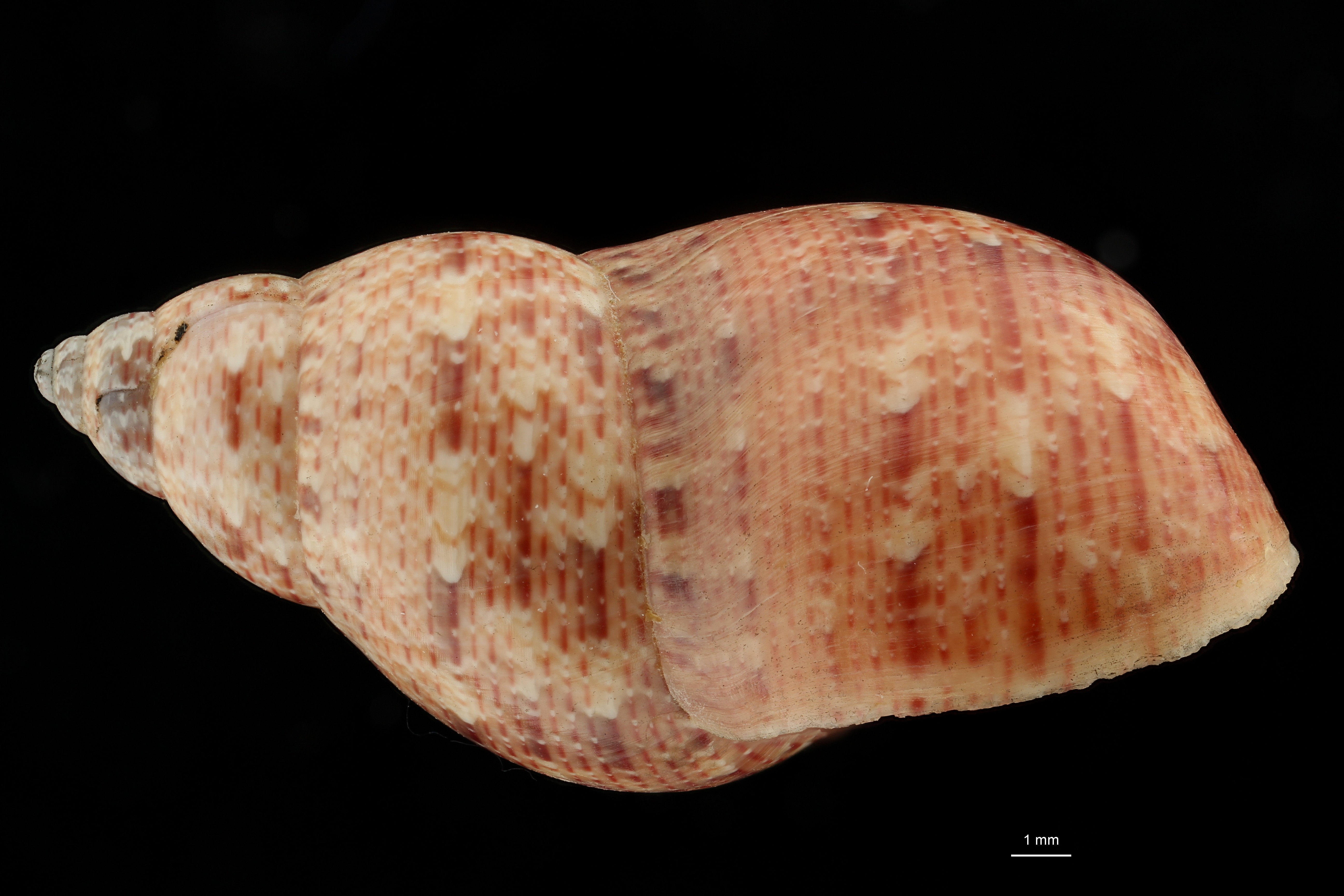 BE-RBINS-INV HOLOTYPE MT 40 Phasianella montebelloensis LATERAL ZS DMap Scaled.jpg