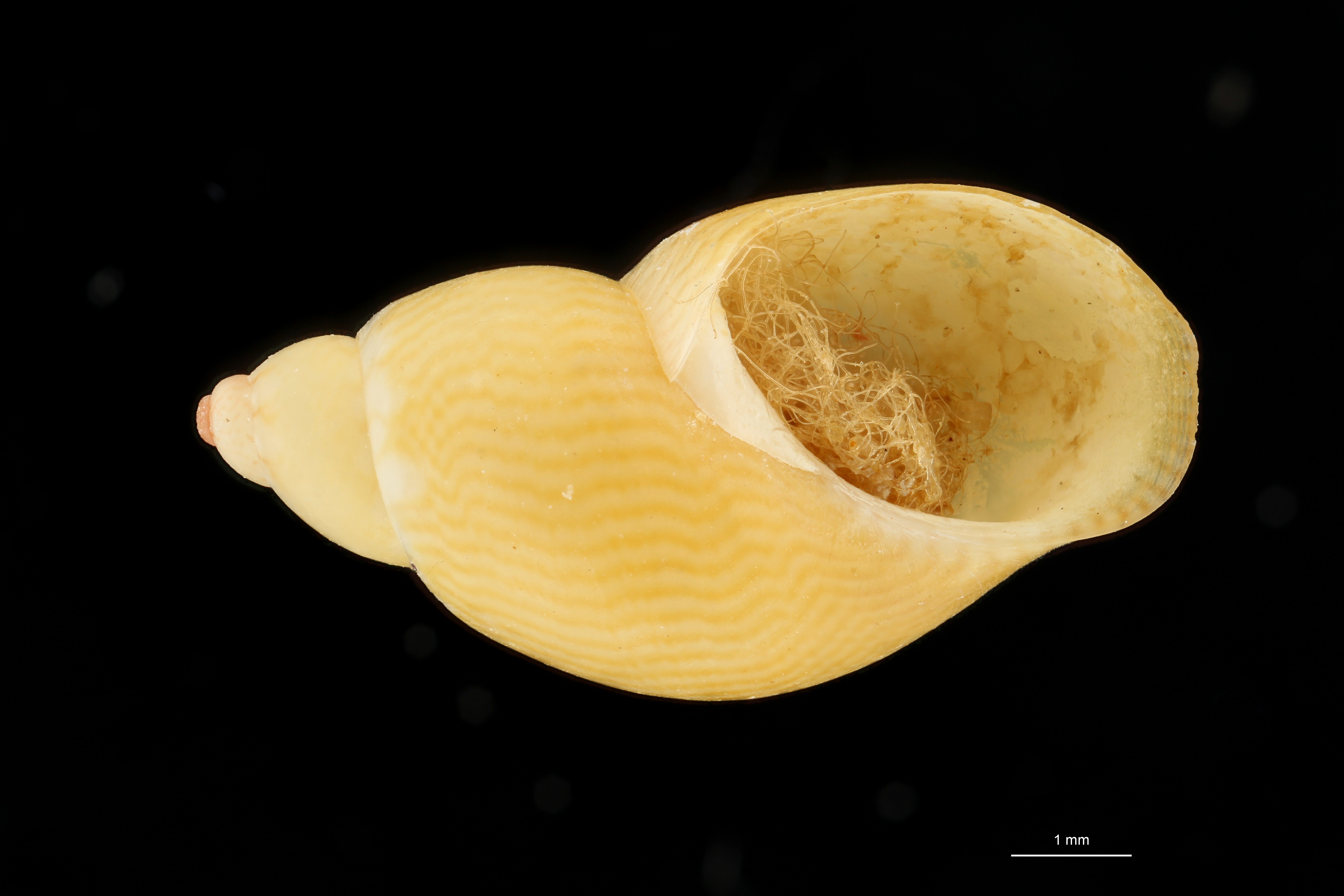 BE-RBINS-INV HOLOTYPE MT 38 Phasianella speciosa var. aurea VENTRAL ZS DMap Scaled.jpg