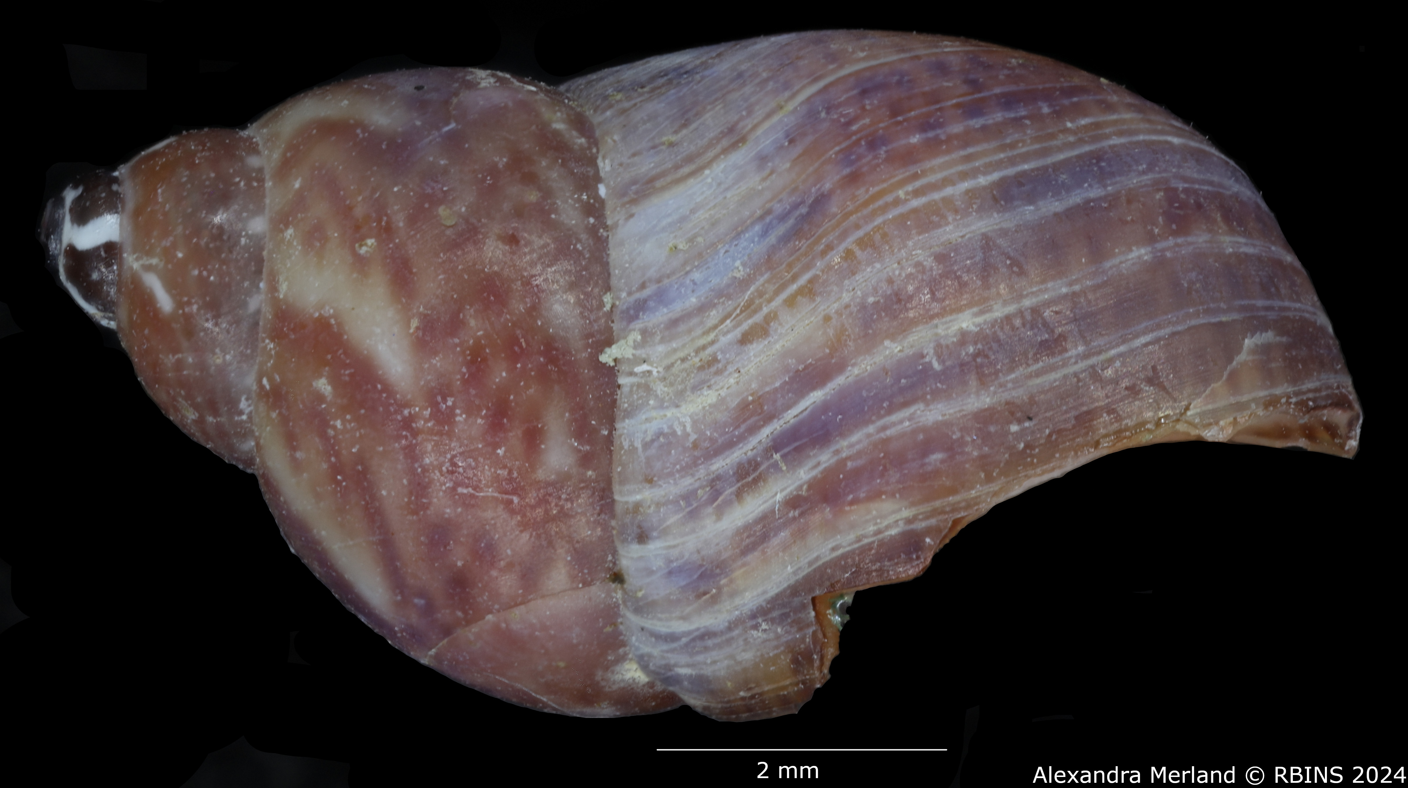 BE-RBINS-INV-MT-1976-Tricolia-pullus-st-L.jpg