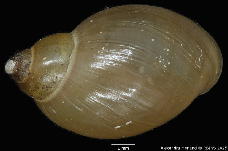 BE-RBINS-INV-MT-3773-Physa-columbiana-pt-D.jpg BE-RBINS-INV-MT-3773-Physa-columbiana-pt-D.jpg