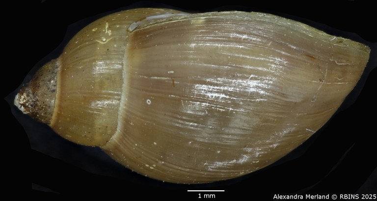 BE-RBINS-INV-MT-3773-Physa-columbiana-pt-L2.jpg BE-RBINS-INV-MT-3773-Physa-columbiana-pt-L2.jpg