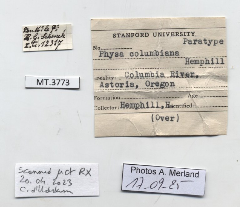 BE-RBINS-INV-MT-3773-Physa-columbiana-pt-label.jpg BE-RBINS-INV-MT-3773-Physa-columbiana-pt-label.jpg