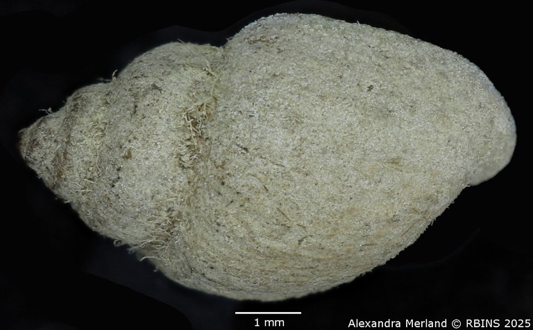 BE-RBINS-INV-MT-3789-Physa crystallina-st-D.jpg