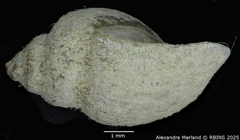 BE-RBINS-INV-MT-3789-Physa crystallina-st-L.jpg