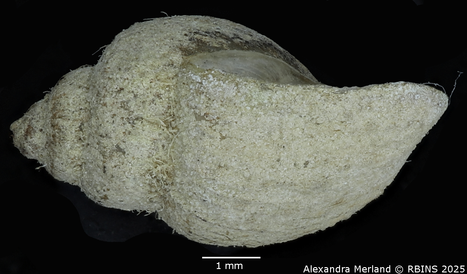 BE-RBINS-INV-MT-3789-Physa crystallina-st-L.jpg