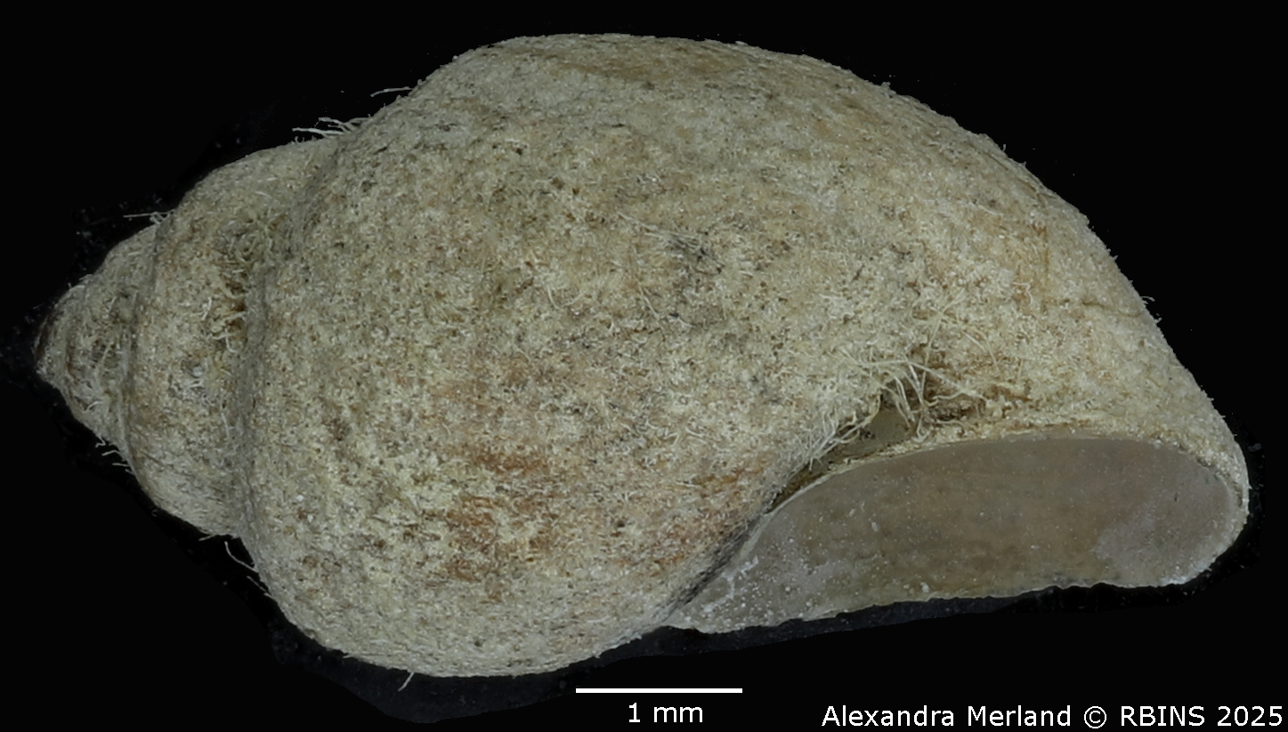 BE-RBINS-INV-MT-3789-Physa crystallina-st-L2.jpg