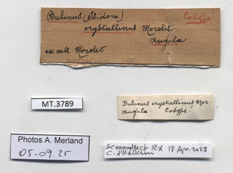 BE-RBINS-INV-MT-3789-Physa crystallina-st-label.jpg