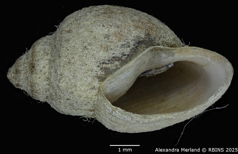 BE-RBINS-INV-MT-3789-Physa crystallina-st-V.jpg