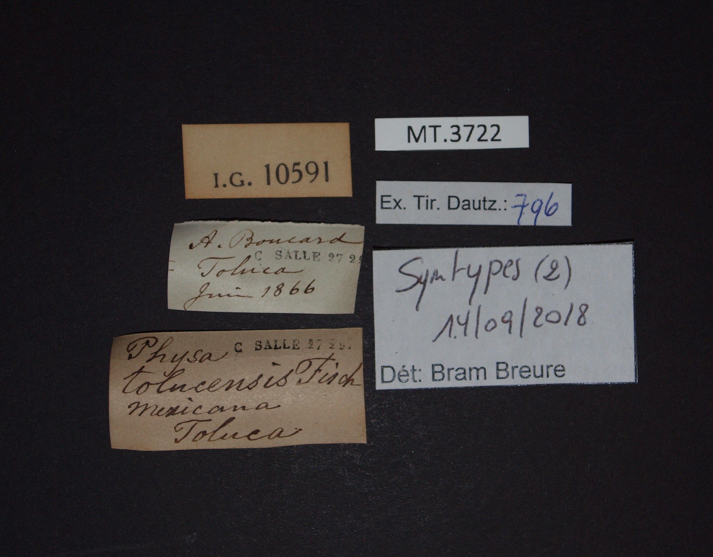 BE-RBINS-INV SYNTYPE MT.3722 Physa mexicana var. tolucensis LABELS.jpg