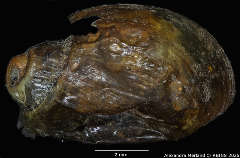 BE-RBINS-INV-MT-3795-Physa-permembranacea-st-D.jpg BE-RBINS-INV-MT-3795-Physa-permembranacea-st-D.jpg