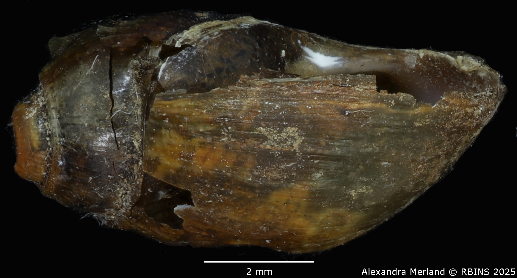 BE-RBINS-INV-MT-3795-Physa-permembranacea-st-L.jpg