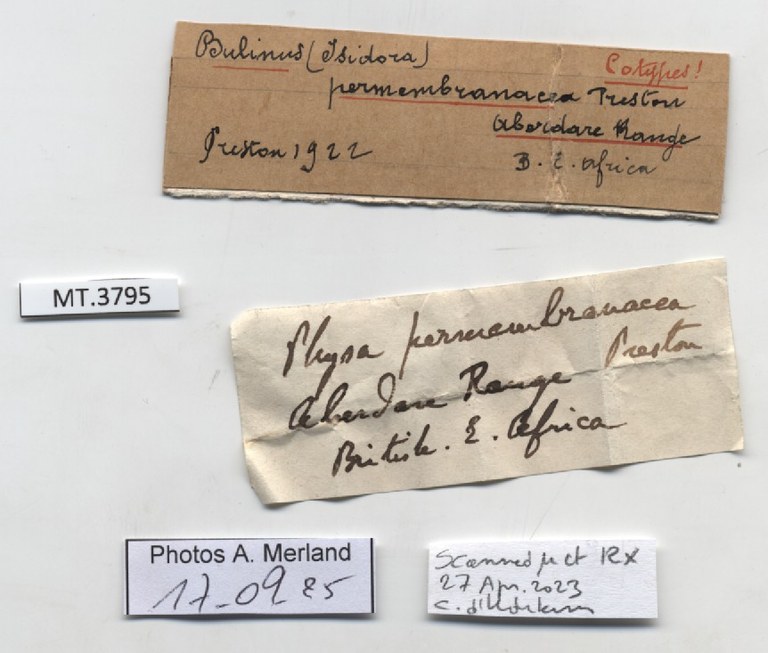 BE-RBINS-INV-MT-3795-Physa-permembranacea-st-label.jpg BE-RBINS-INV-MT-3795-Physa-permembranacea-st-label.jpg