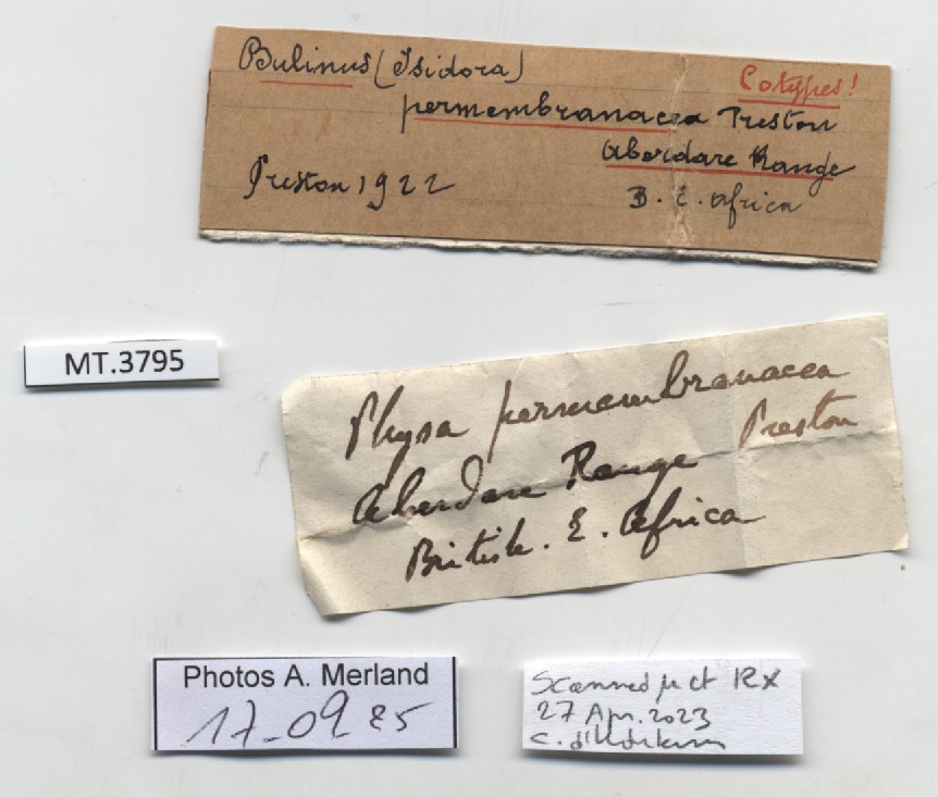 BE-RBINS-INV-MT-3795-Physa-permembranacea-st-label.jpg