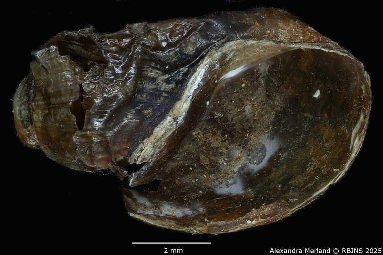 BE-RBINS-INV-MT-3795-Physa-permembranacea-st-V.jpg BE-RBINS-INV-MT-3795-Physa-permembranacea-st-V.jpg