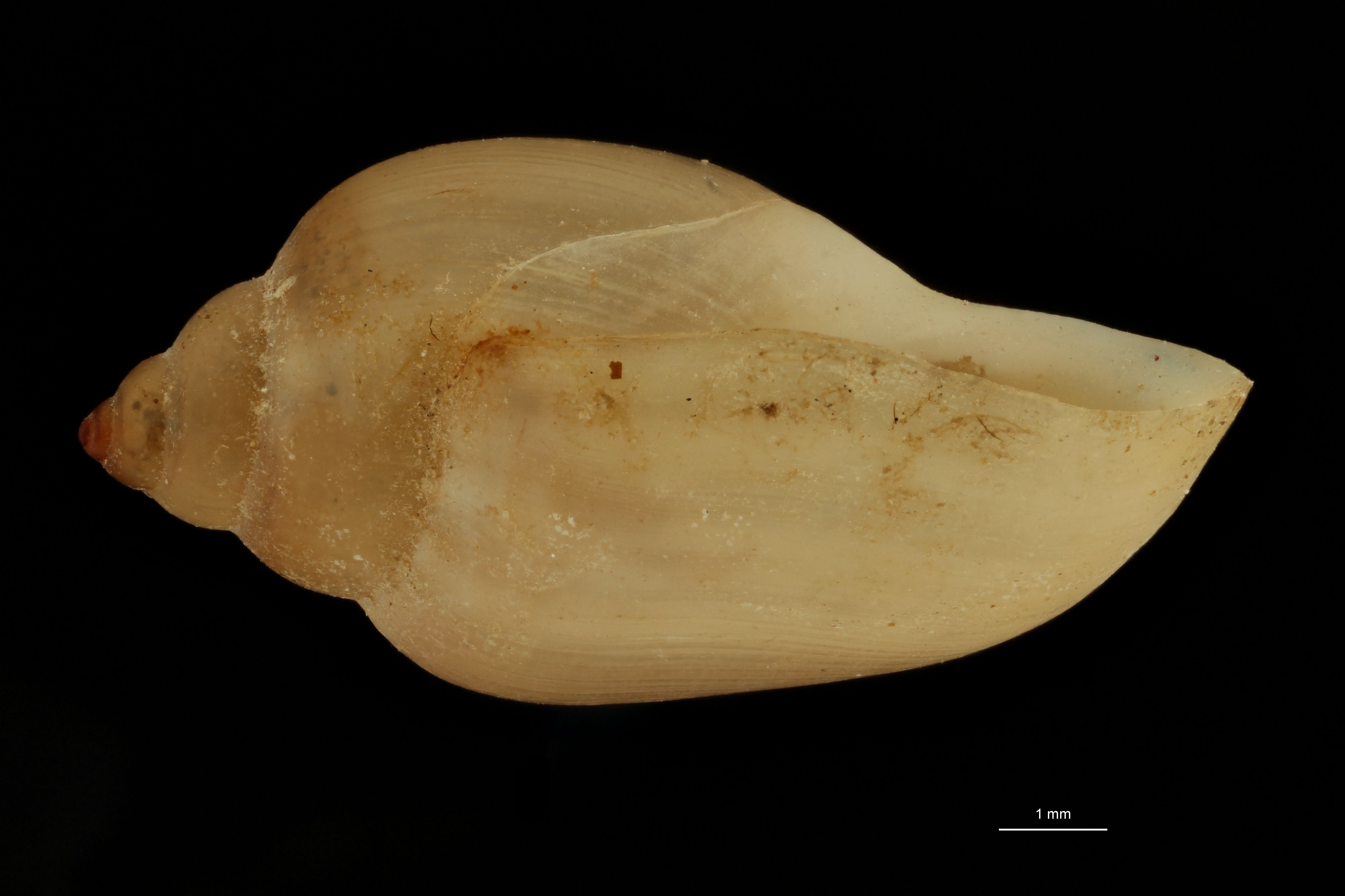 BE-RBINS-INV SYNTYPE MT.3716 Physa tehuantepecensis LATERAL.jpg