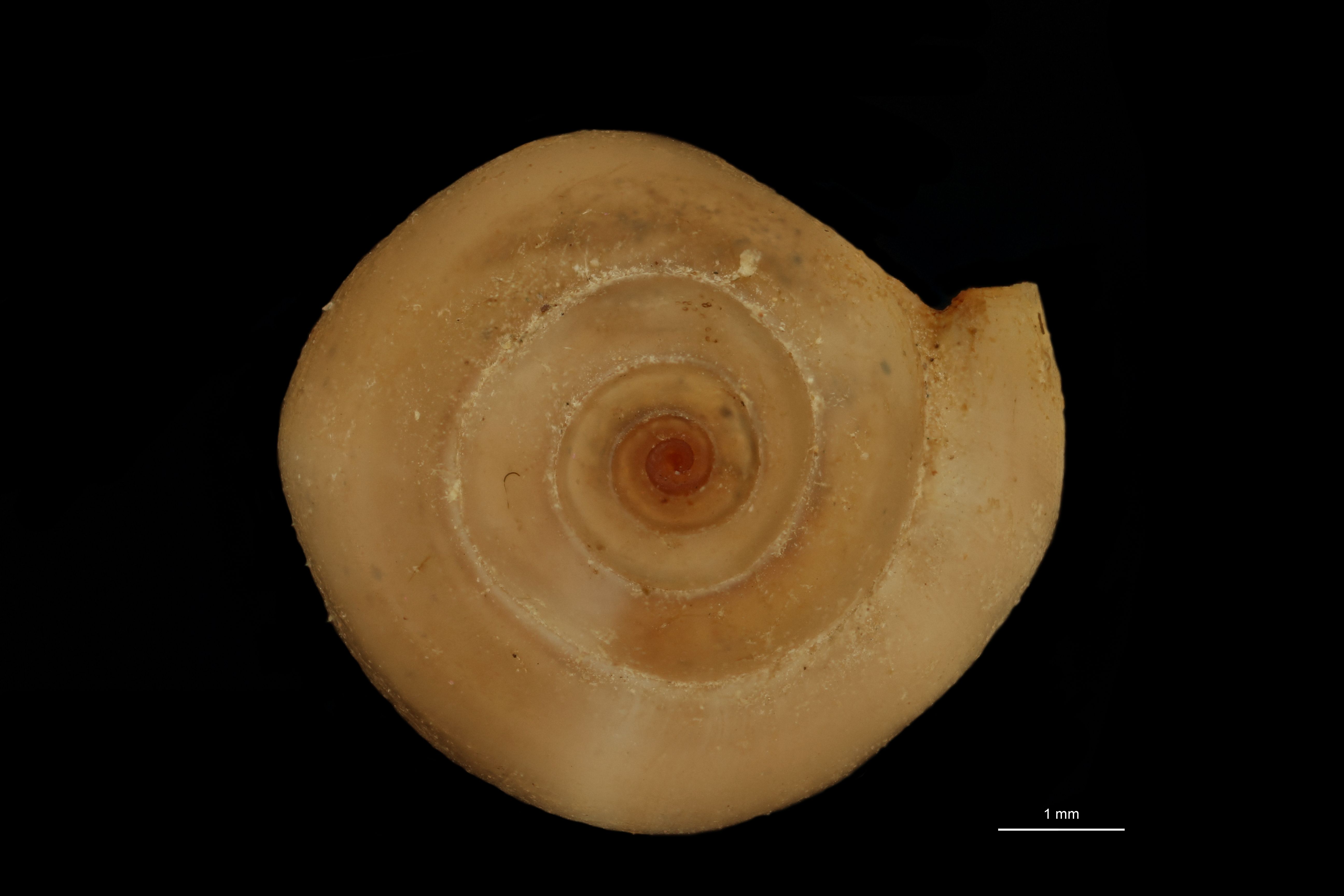 BE-RBINS-INV SYNTYPE MT.3716 Physa tehuantepecensis ANTERIOR.jpg