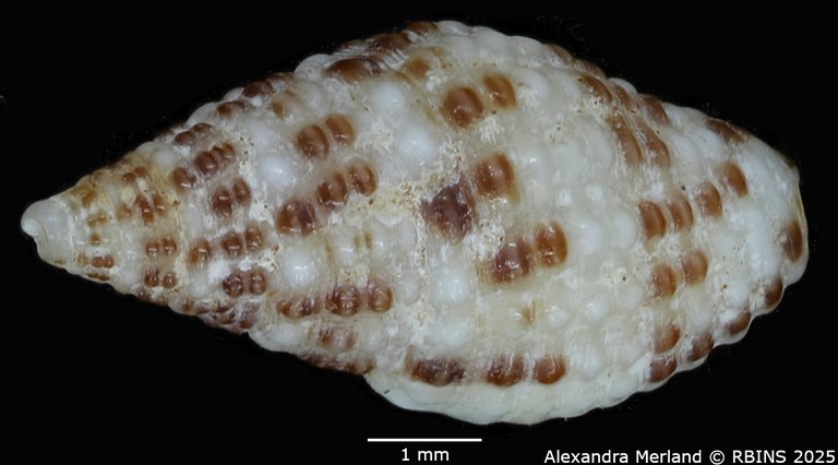 BE-RBINS-INV-MT-3157-Engina-androyensis-pt-D.jpg BE-RBINS-INV-MT-3157-Engina-androyensis-pt-D.jpg